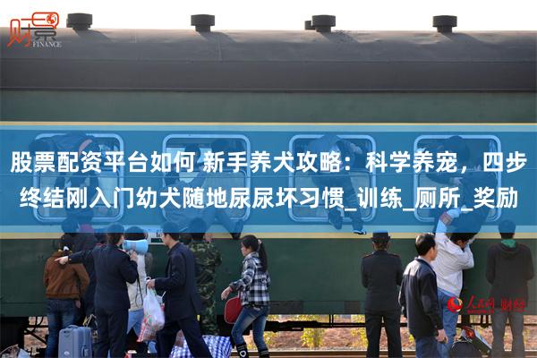 股票配资平台如何 新手养犬攻略：科学养宠，四步终结刚入门幼犬随地尿尿坏习惯_训练_厕所_奖励